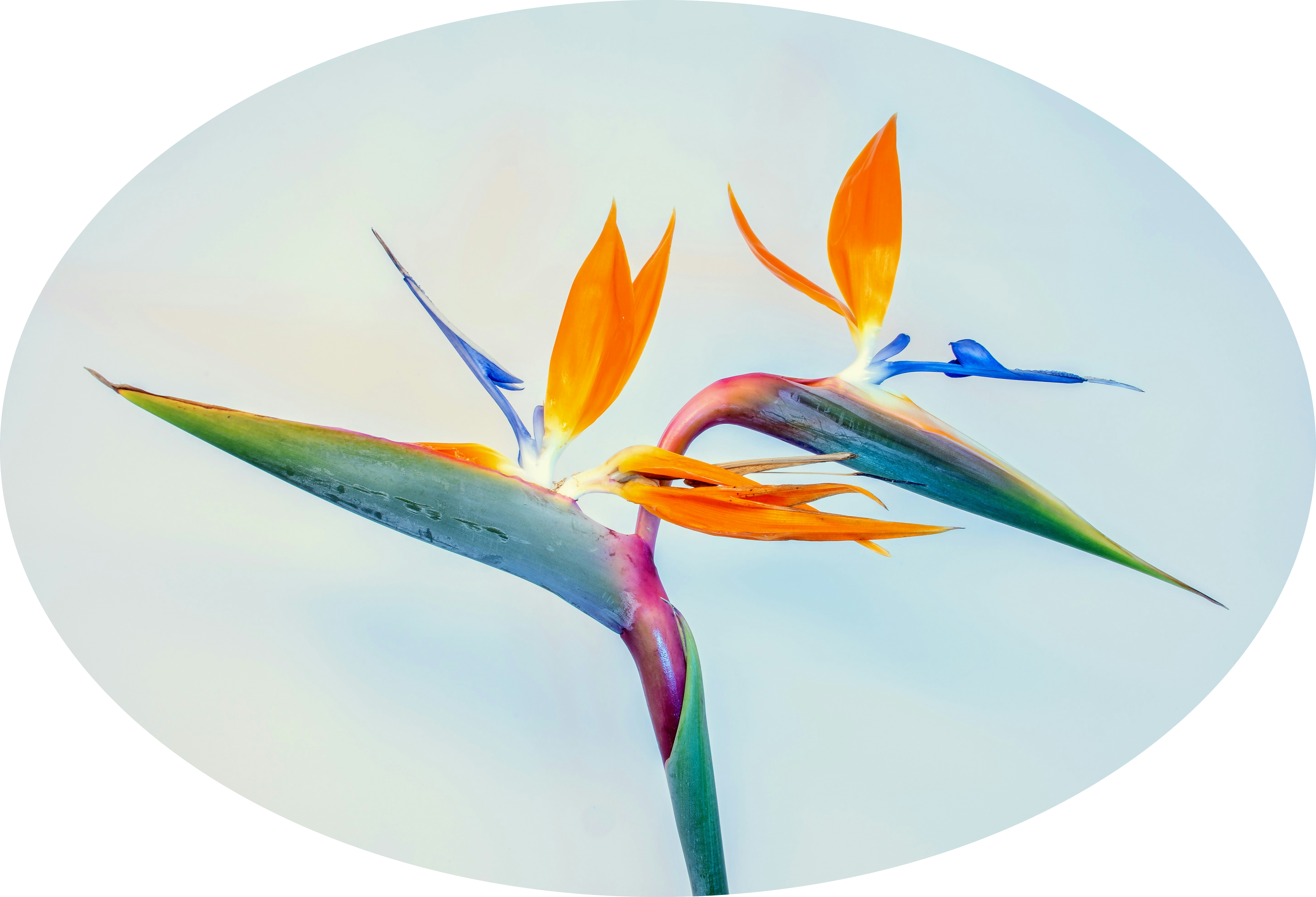 Bird of Paradise